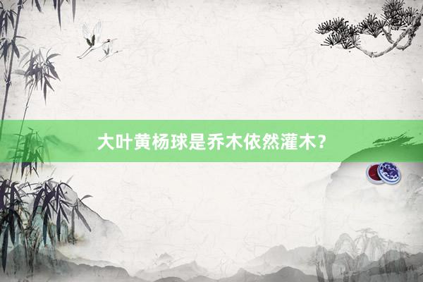 大叶黄杨球是乔木依然灌木？